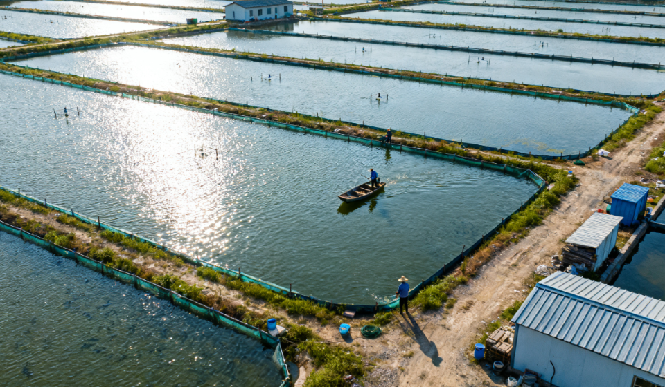 魚還能吃嗎？漁場專用水質(zhì)檢測儀助力漁業(yè)科學(xué)養(yǎng)殖的關(guān)鍵檢測設(shè)備