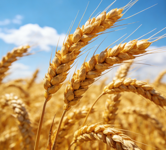 基層糧站缺專業(yè)設(shè)備？LD-LZ1熒光定量檢測儀操作簡單易上手